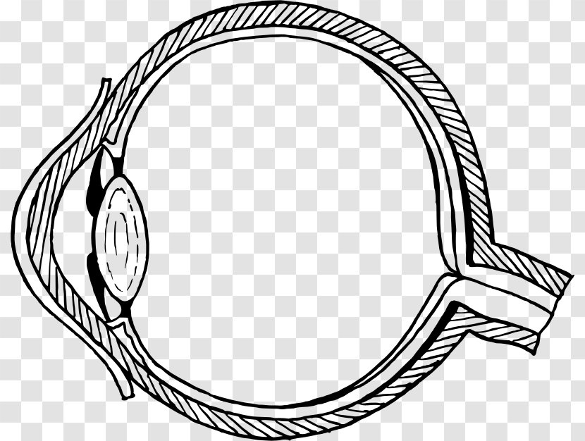 Human Eye Diagram The Pupil Drawing Transparent PNG
