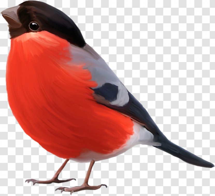 Bird Sparrow Drawing Image Penguin - Cardinal Transparent PNG