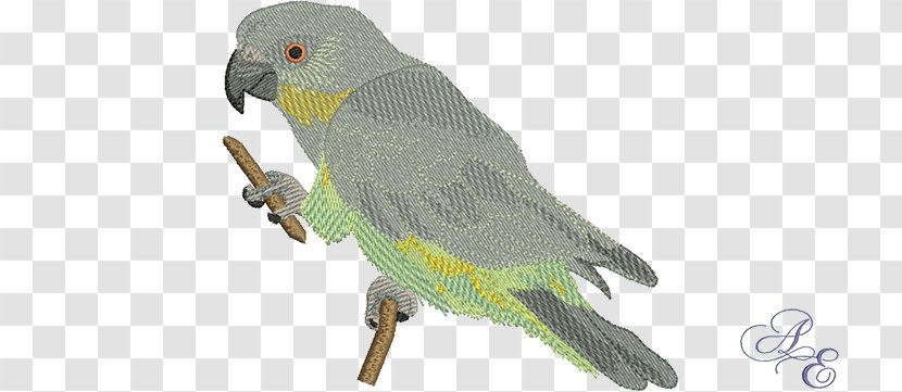 Red-bellied Parrot Bird Macaw Feather - Common Pet Parakeet Transparent PNG