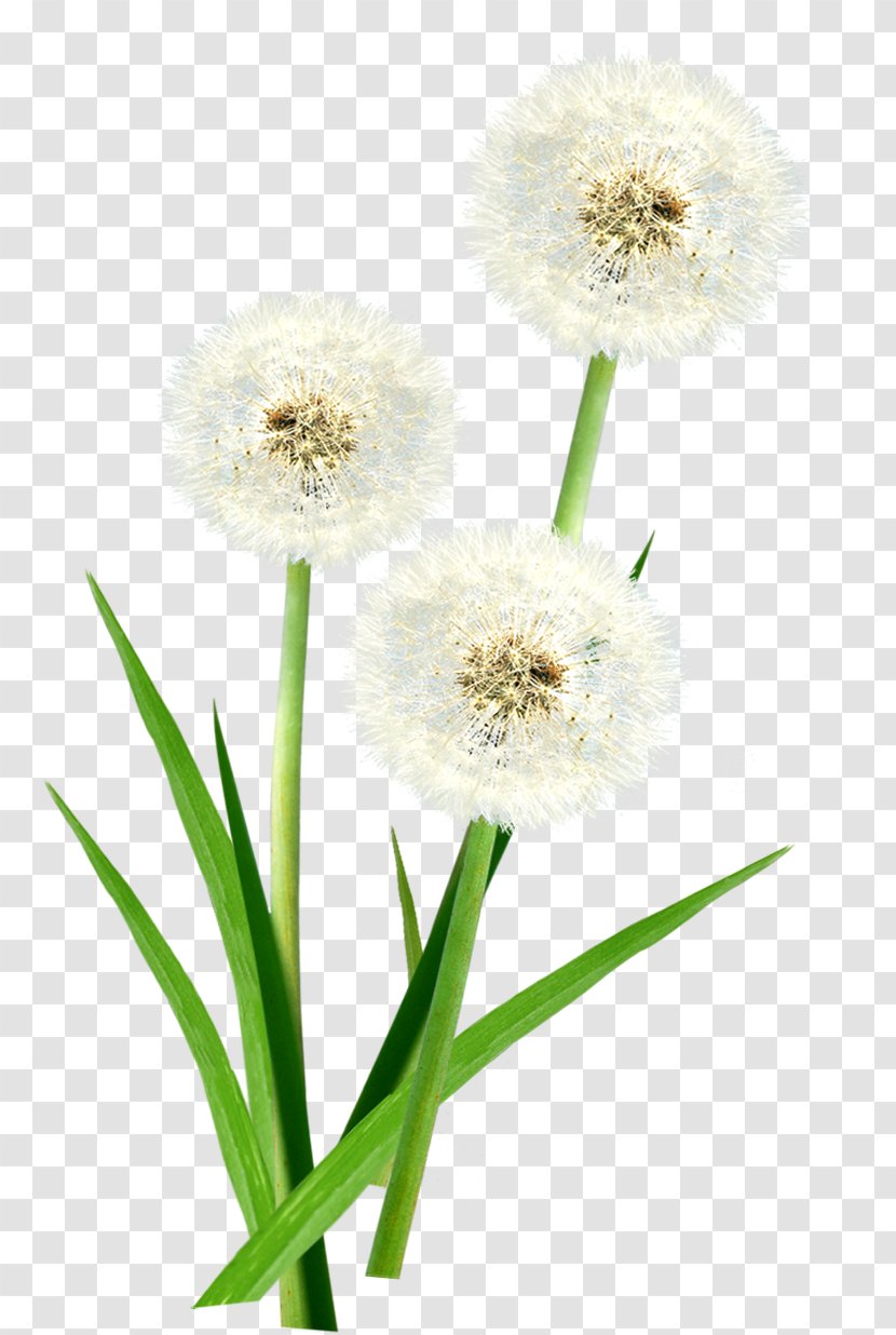 Dandelion Food Floral Design Liver Digestion - Daisy Family - White Summer Floating Transparent PNG