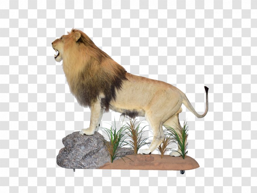 Lion Taxidermy South Africa 骨格標本 Big Cat - Cats Transparent PNG