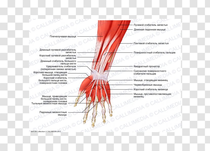 Finger Anterior Compartment Of The Forearm Anatomy Muscle - Cartoon - Arm Transparent PNG