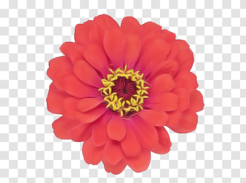 Artificial Flower - Flowering Plant - Barberton Daisy Cut Flowers Transparent PNG