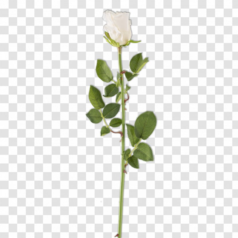 Rose Family Plant Stem Bud Cut Flowers Transparent PNG