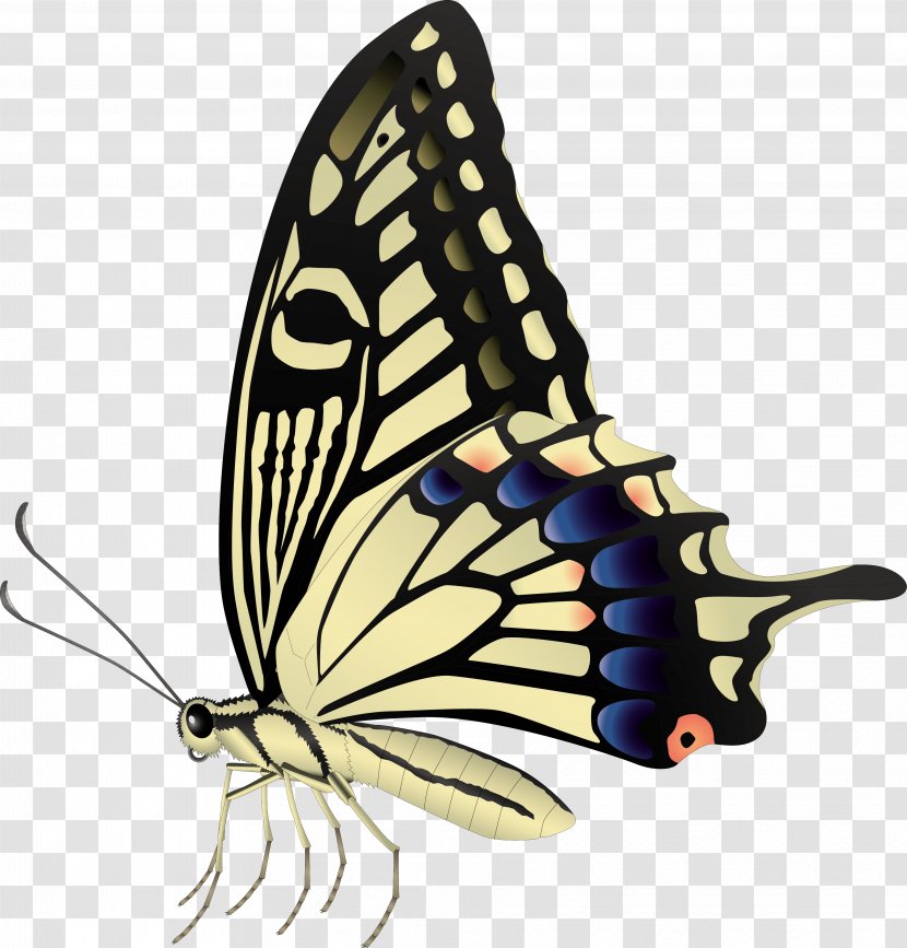 Royalty-free Photography Drawing - Butterfly Transparent PNG