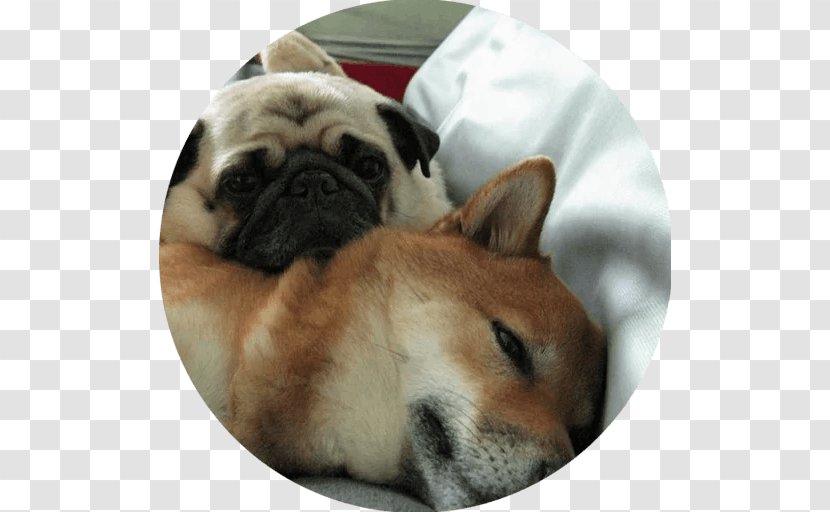Pug Puppy Dog Breed Shiba Inu Companion - Fawn Transparent PNG