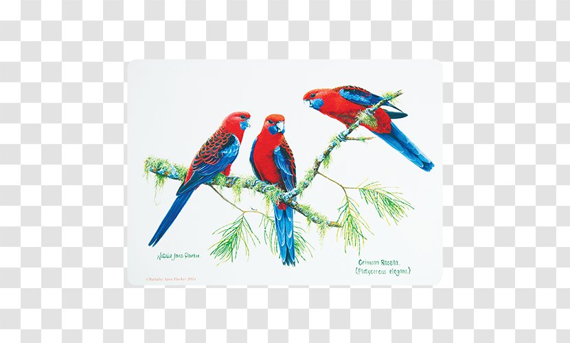 Bird Place Mats Macaw Cork Australia - Fauna Of Transparent PNG
