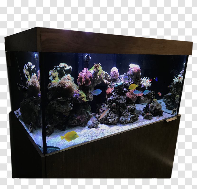 Aquarium Lighting Benjamin's Services Reef GloFish - Tetra - Coral Transparent PNG