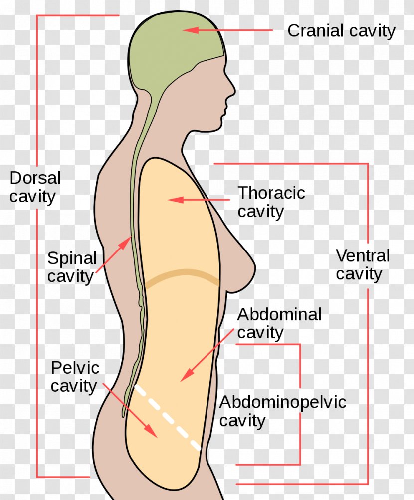 Body Cavity Human Cavities Cranial Anatomy - Heart - Flower Transparent PNG