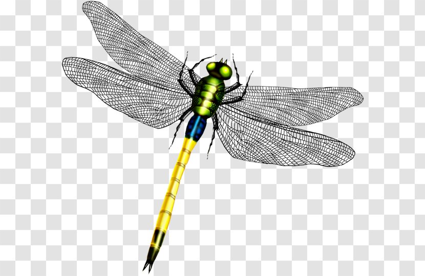 Dragonfly Butterfly Wing - Net Winged Insects Transparent PNG