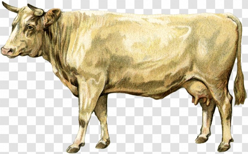 Dairy Cattle Ox Bull - Like Mammal Transparent PNG