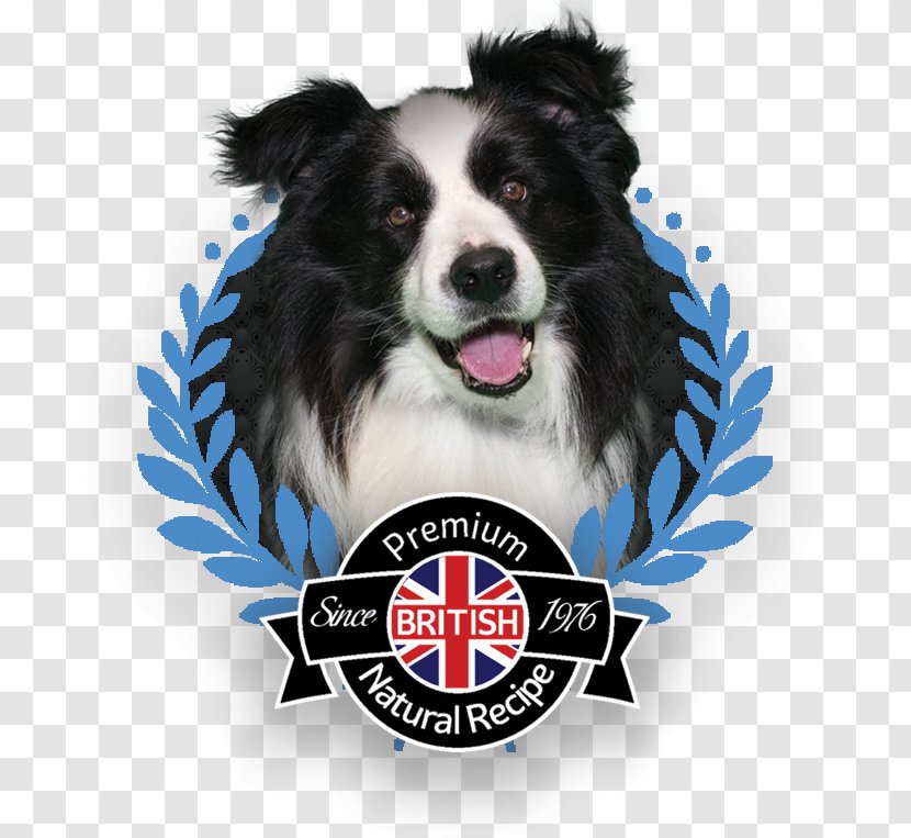 Dog Breed Border Collie Rough Companion Snout - Chicke Transparent PNG