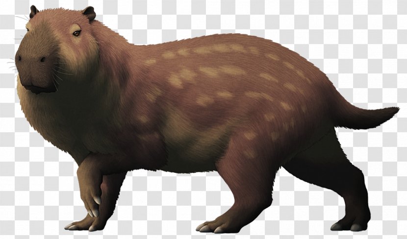 Beaver Pliocene Rodent Josephoartigasia Monesi Capybara - Pleistocene Transparent PNG