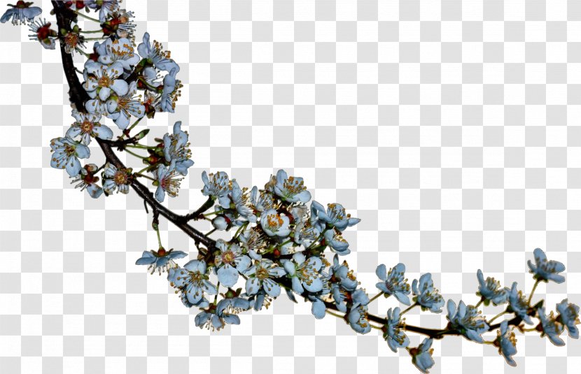 Photography Drawing Be Realistic - Tree - Blossoms Transparent PNG