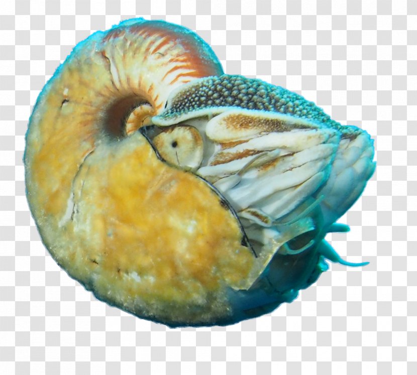 Cephalopod Allonautilus Scrobiculatus Living Fossil Biology Chambered Nautilus - Clam Transparent PNG