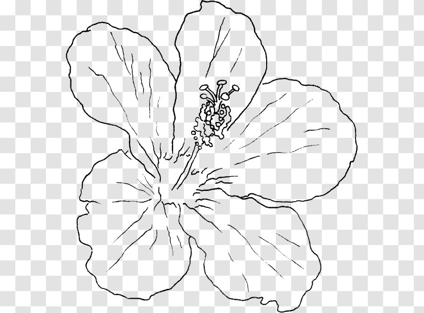 Shoeblackplant Hawaiian Hibiscus Swamp Rose Mallow Drawing Flower - Symmetry Transparent PNG