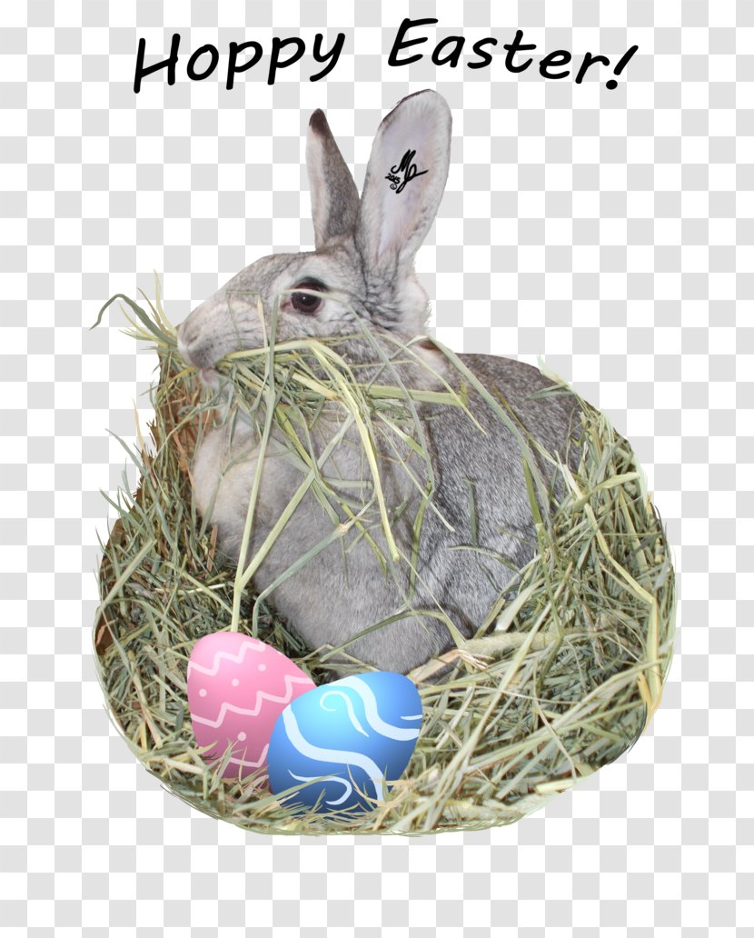 Domestic Rabbit Easter Bunny Hare - Rabits And Hares Transparent PNG