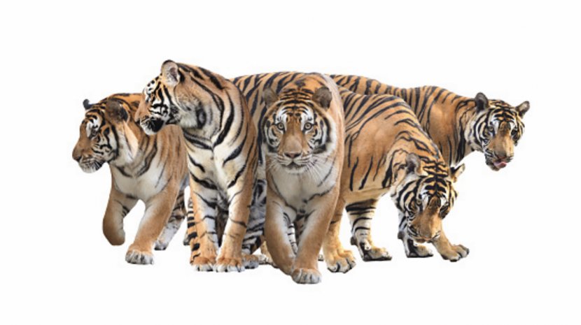 Bengal Tiger Stock Photography White Transparent PNG