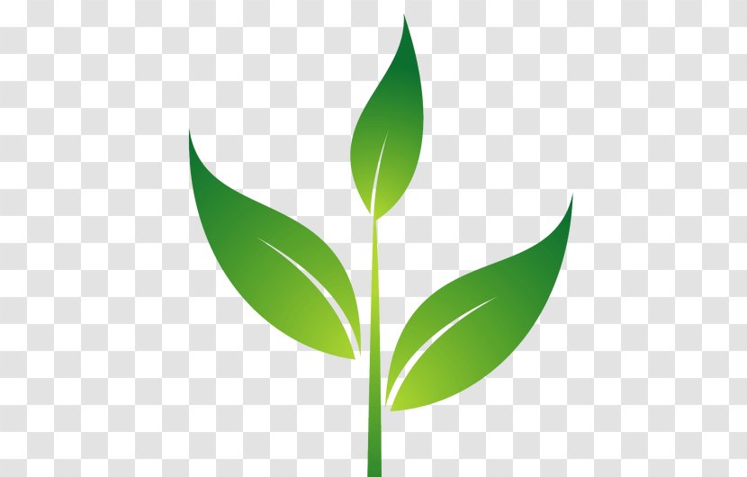 Transparency Plants Root Drawing Plant Stem - Perennial Eucalyptus Transparent PNG