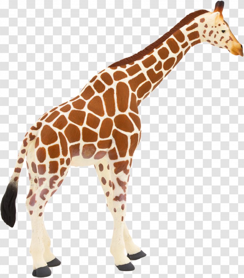 Giraffidae Giraffe Terrestrial Animal Figure Wildlife - Fawn Snout Transparent PNG