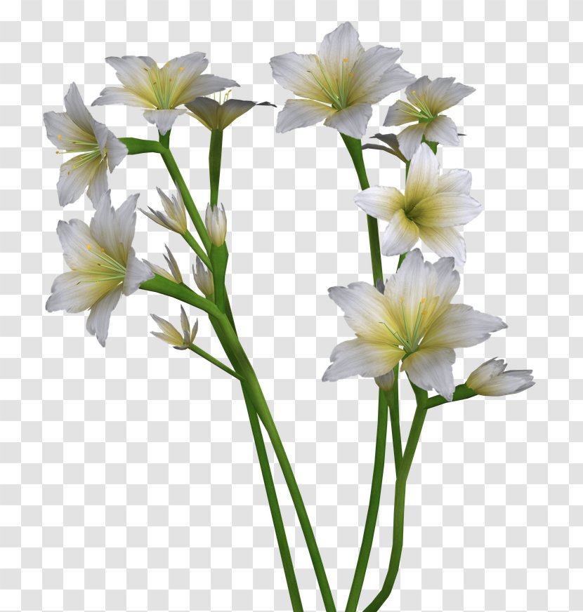 Cut Flowers Plant Stem Petal Flowering - Flower - Easter Lily Transparent PNG
