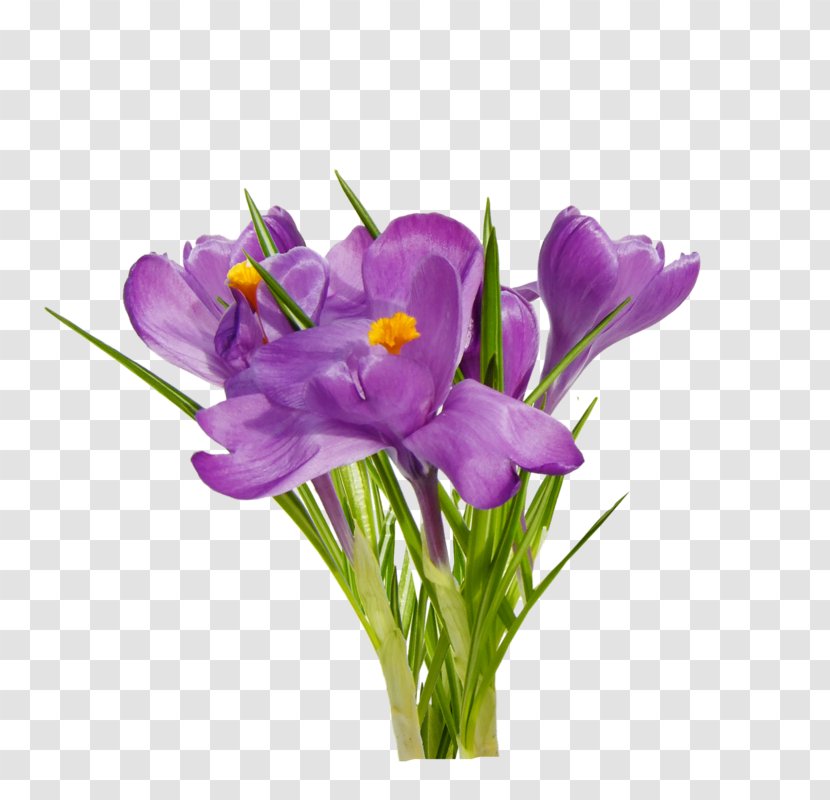 First Spring Flowers Clip Art - Iris - Crocus Transparent PNG