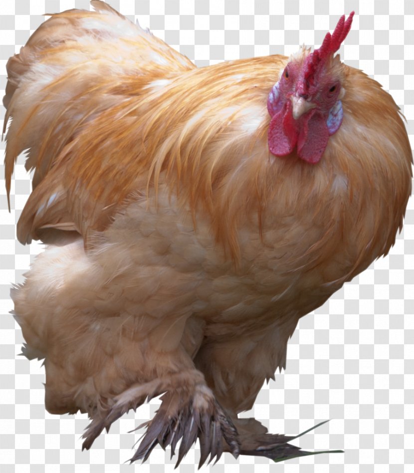 Rooster YouTube Bird Chicken - Tap Transparent PNG