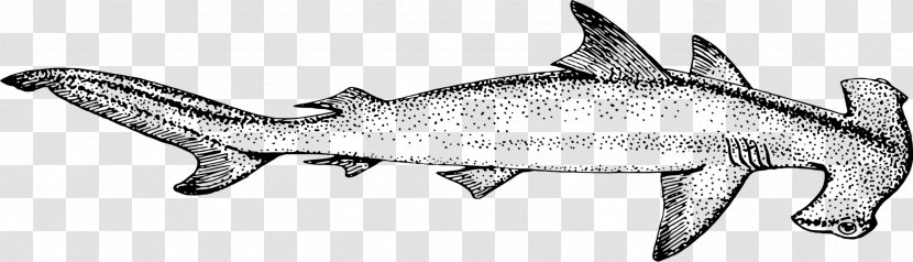 Great White Shark Background - Hammerhead - Forage Fish Bonyfish Transparent PNG