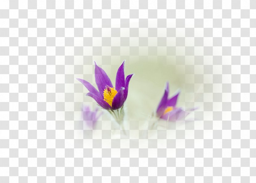 Crocus Violet Desktop Wallpaper Close-up Computer - Close Up Transparent PNG