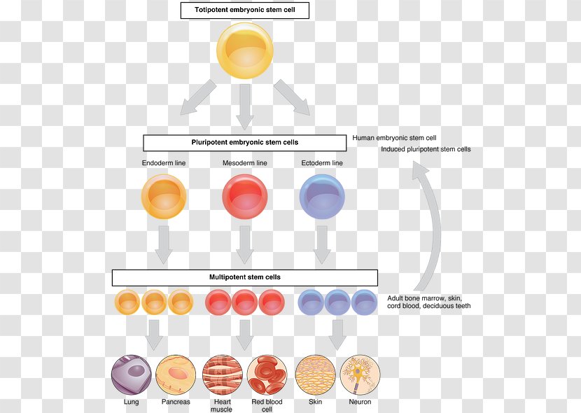 Adult Stem Cell Cellular Differentiation Neural - Platelet Transparent PNG