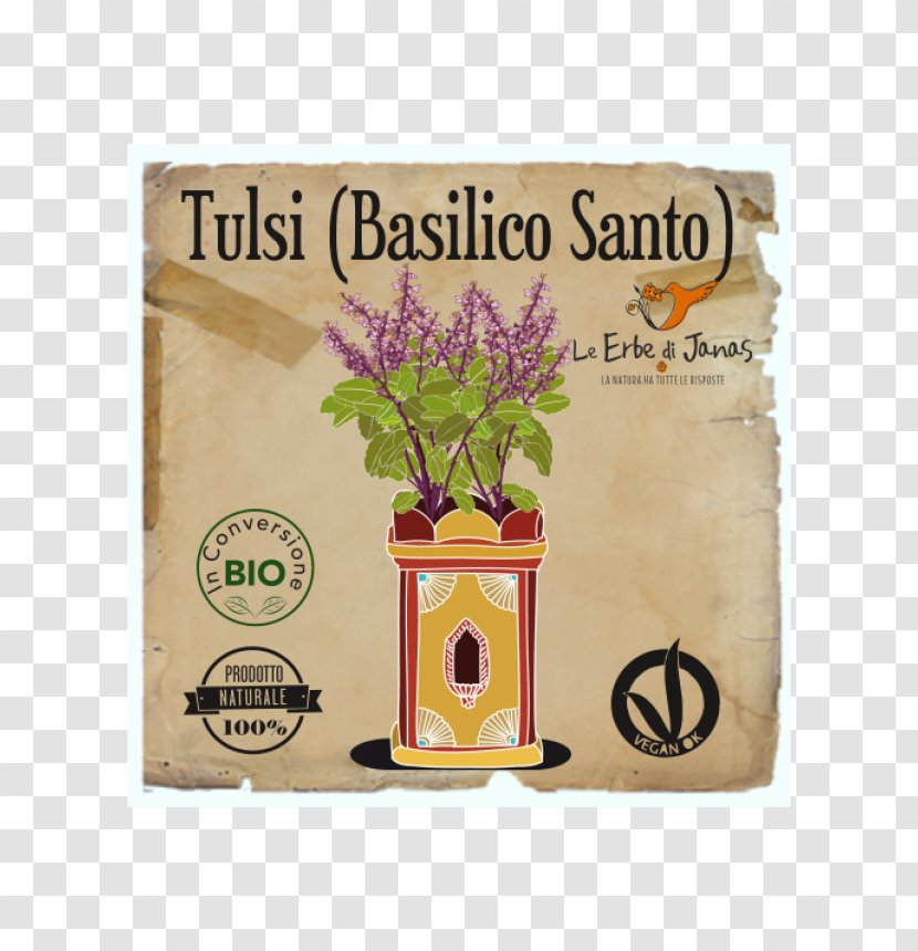 Holy Basil Herb Vegetable Oil Food - Cosmetics - Basilico Transparent PNG