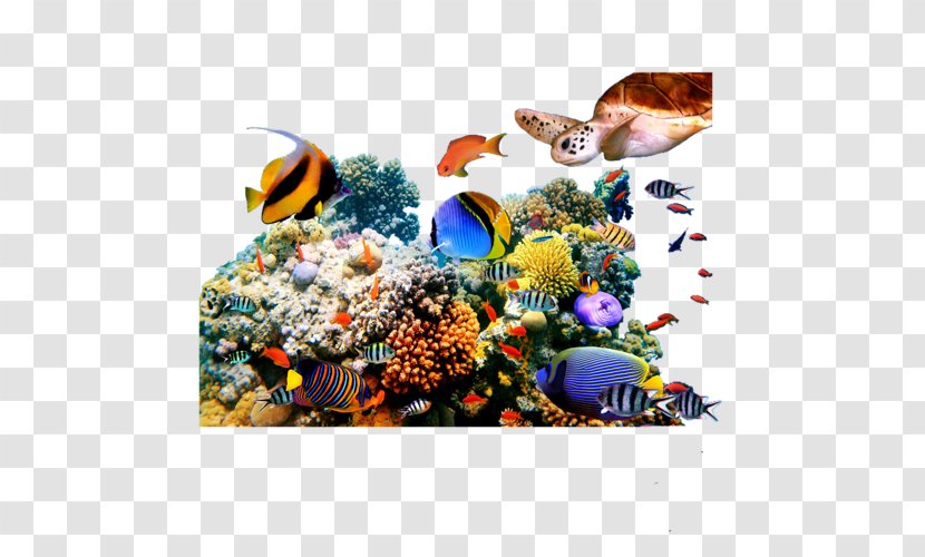 Coral Reef Fish Underwater - Water Transparent PNG