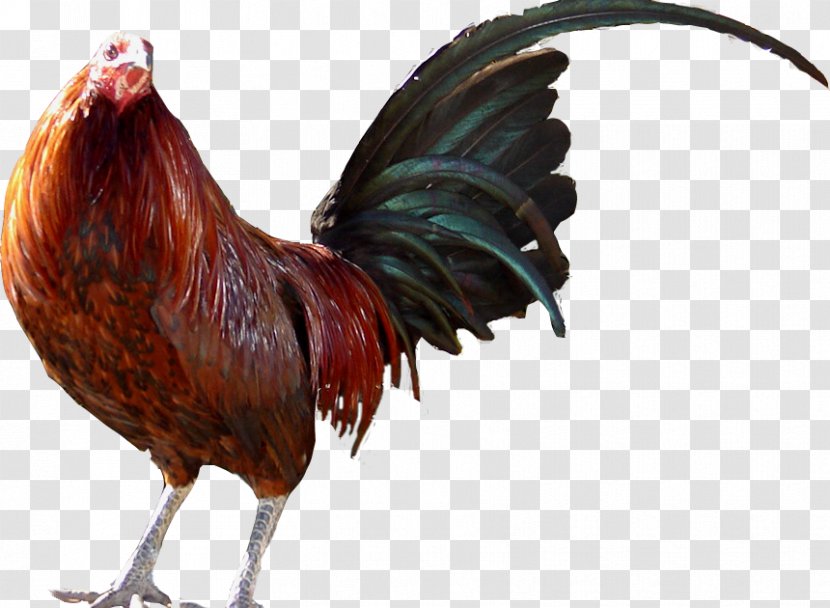 Rooster Chicken Dominican Republic United States Beak Transparent PNG