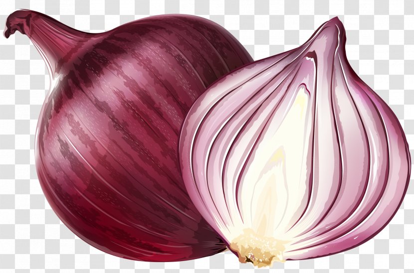 Red Onion Euclidean Vector Illustration - Shutterstock - Purple Onions Transparent PNG
