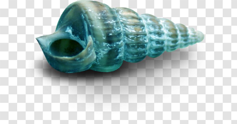 Conch Sea Snail Clam Seashell - Mollusc Shell Transparent PNG