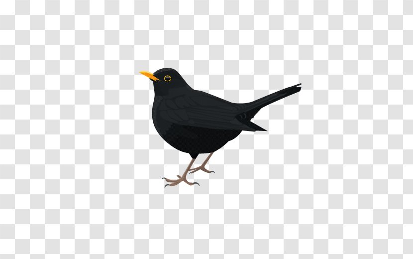 Common Blackbird - Songbird - Bird Transparent PNG