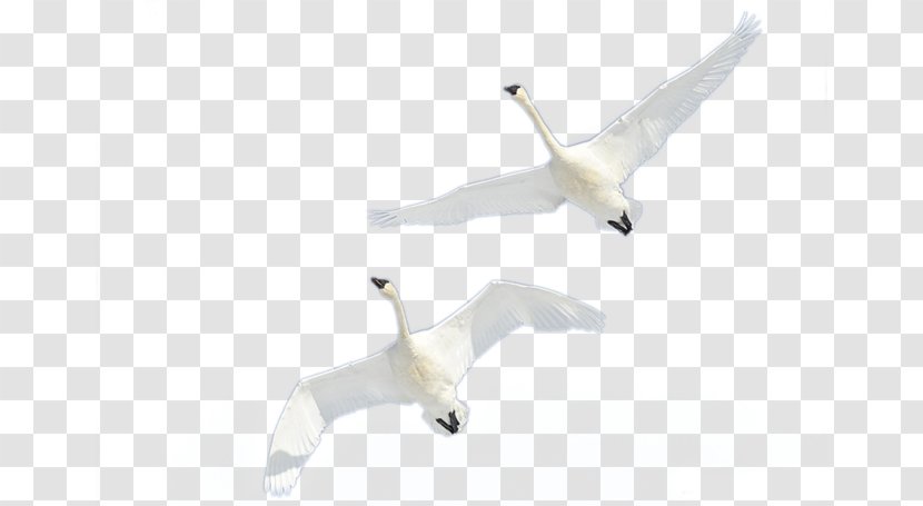 Cygnini Goose - Ducks Geese And Swans - Flying Swan Lake Transparent PNG
