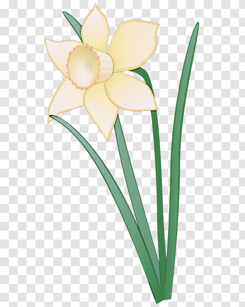 Flower Petal Plant Narcissus Pedicel Transparent PNG