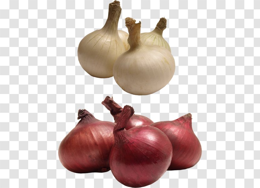 Red Onion Yellow Shallot Garlic Clip Art - Ingredient Transparent PNG