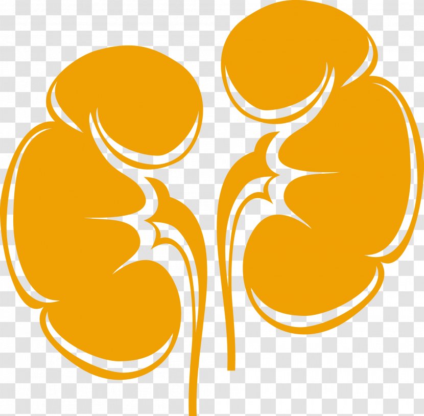 Chronic Kidney Disease Nephrology Cancer - Cartoon - Flower Transparent PNG