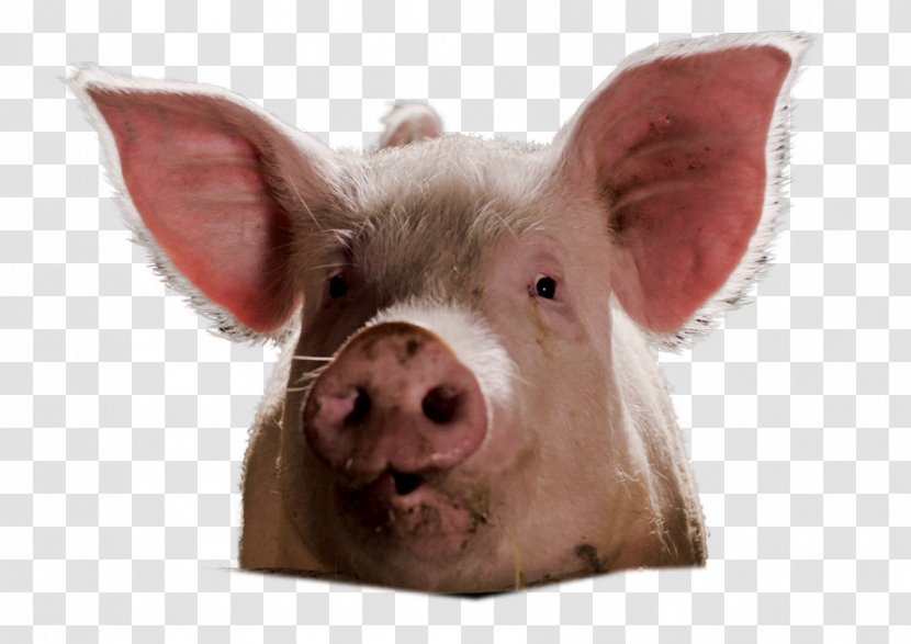 Domestic Pig Bonus Film Producer Creative Erste Filmaufnahmeleitung - ODA Transparent PNG