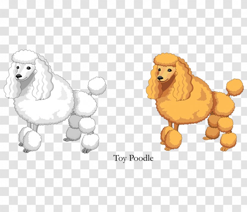 Vector Cartoon Yellow White Toy Poodle - Animal - Nose Transparent PNG