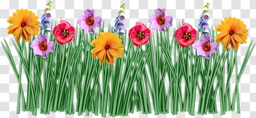 Flower Plant Flowering Grass Wildflower - Cut Flowers - Stem Gerbera Transparent PNG