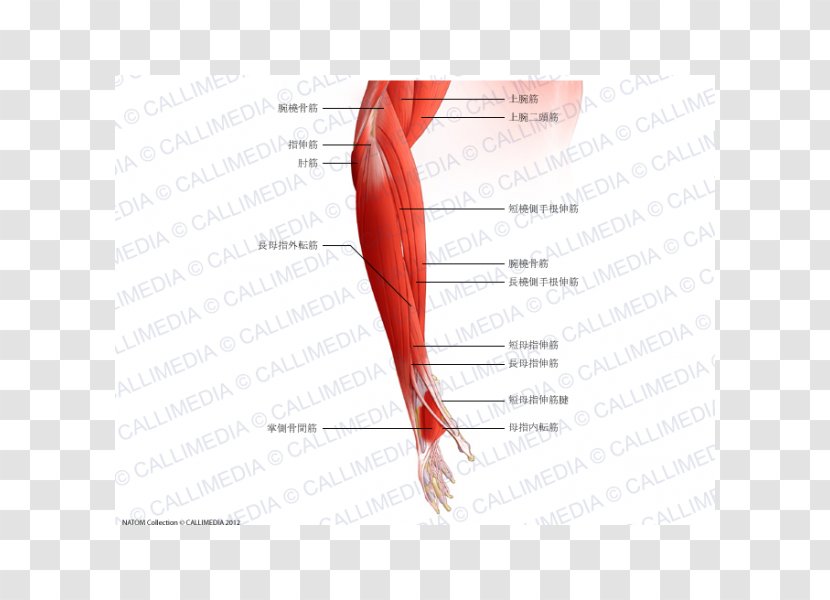 Thumb Brachialis Muscle Forearm Elbow - Heart - Hand Transparent PNG