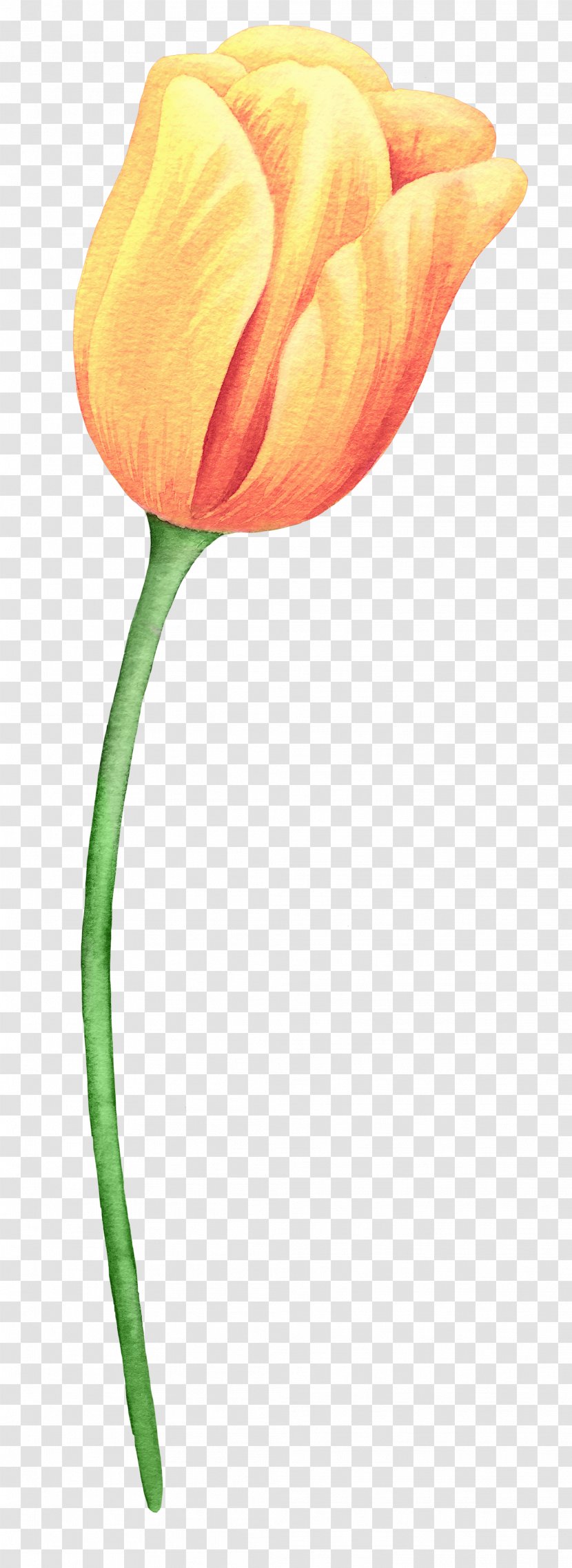 Tulip Flower Painting - Petal Transparent PNG