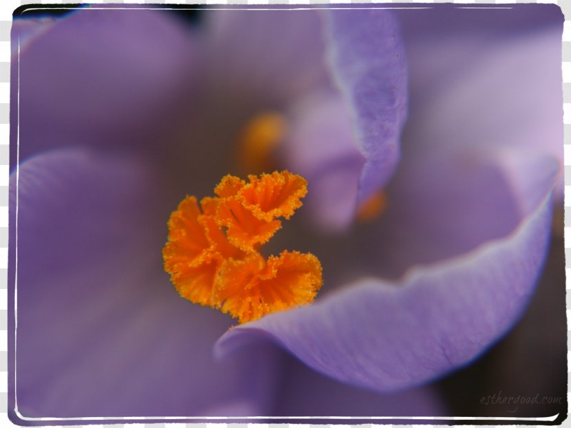 Violet Crocus Purple Flower Iridaceae - Lavender Transparent PNG