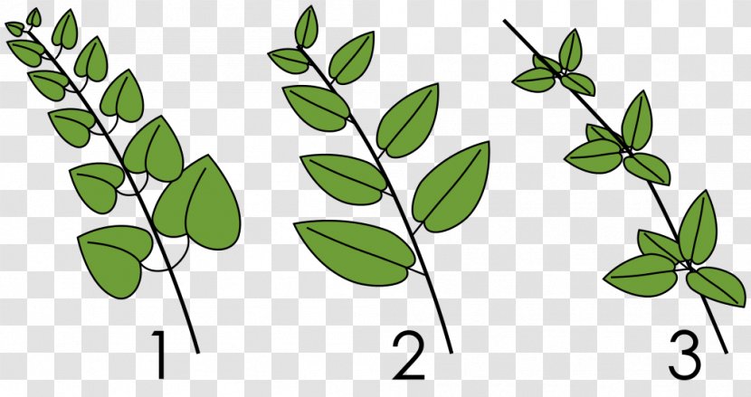 Phyllotaxis Leaf Whorl Plant Stem - Grass - Arrangement Transparent PNG