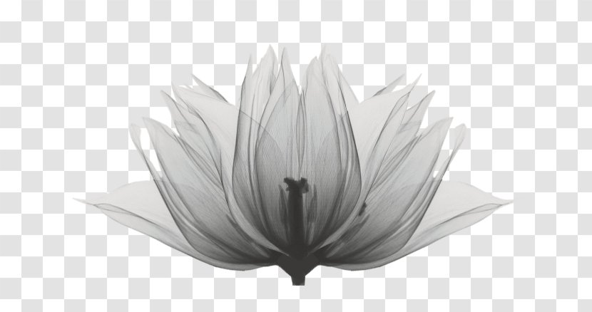 Santemedbeauty Drawing Image Art Monochrome - Flower - Silhouette Lotus Transparent PNG