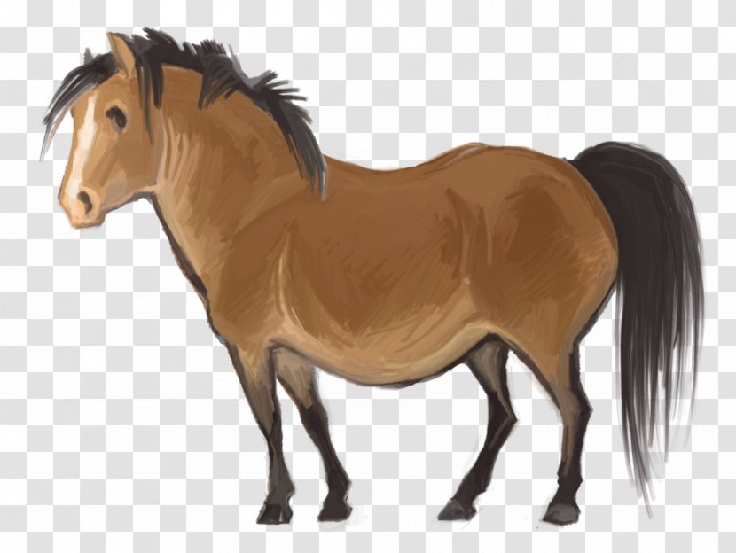 Pony Stallion Mane Thoroughbred Mustang - Horse Like Mammal Transparent PNG