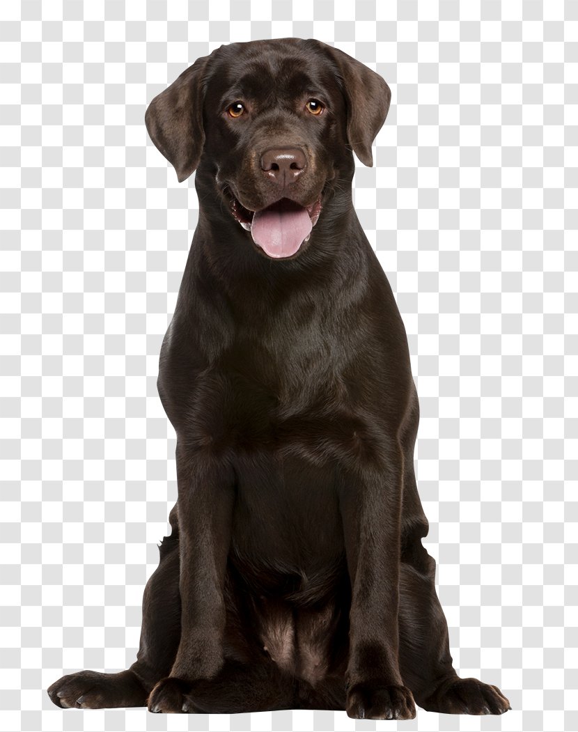 Labrador Retriever Puppy Dog Breed Pet Veterinarian - Carnivore - Chocolate Lab Puppies Transparent PNG